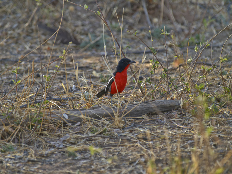 Okonjima, Crimson Breasted Shrike